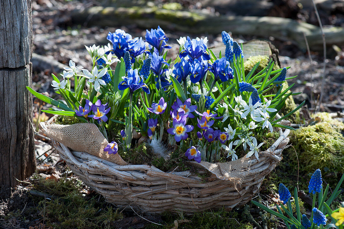 Basket with crocus 'Tricolor', net iris, star of milk and grape hyacinth 'Blue Pearl' in the garden