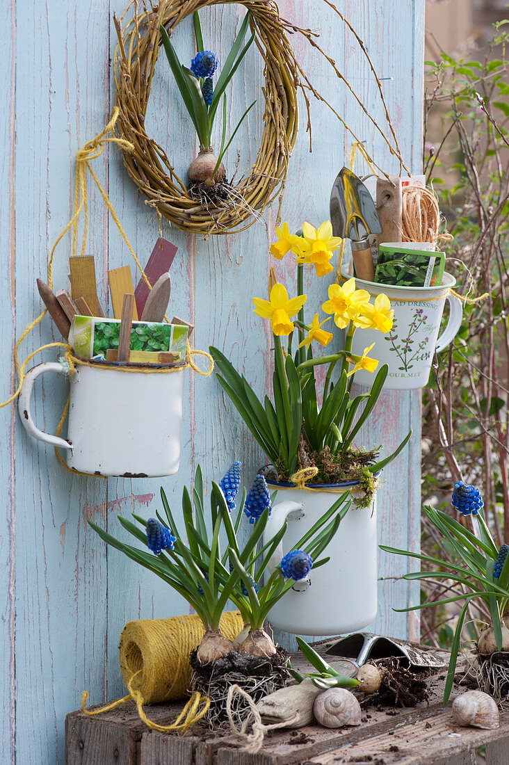 Unusual decoration idea with daffodils 'Tete a Tete' and grape hyacinths, wreath made of weeping willow