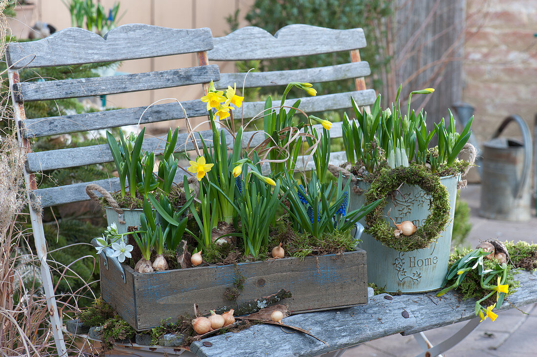 Daffodils 'Tete a Tete', star of milk and grape hyacinths in wooden boxes and tin pots, moss wreath and onions as decoration