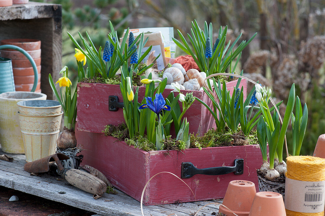 Drawers planted with grape hyacinths, daffodils 'Tete a Tete' and milk star, snail shells and moss as decoration