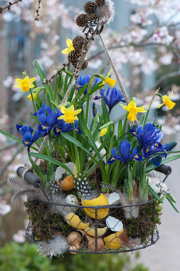 Basket with daffodil 'Tete a Tete', net iris, moss, feathers, eggshells and twig with cones as Easter decoration
