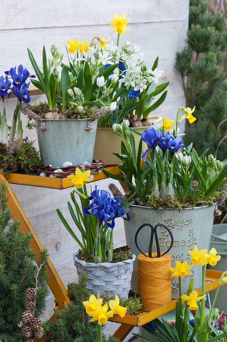 Pots with net iris, milk star and daffodils 'Tete a Tete' on flower stairs