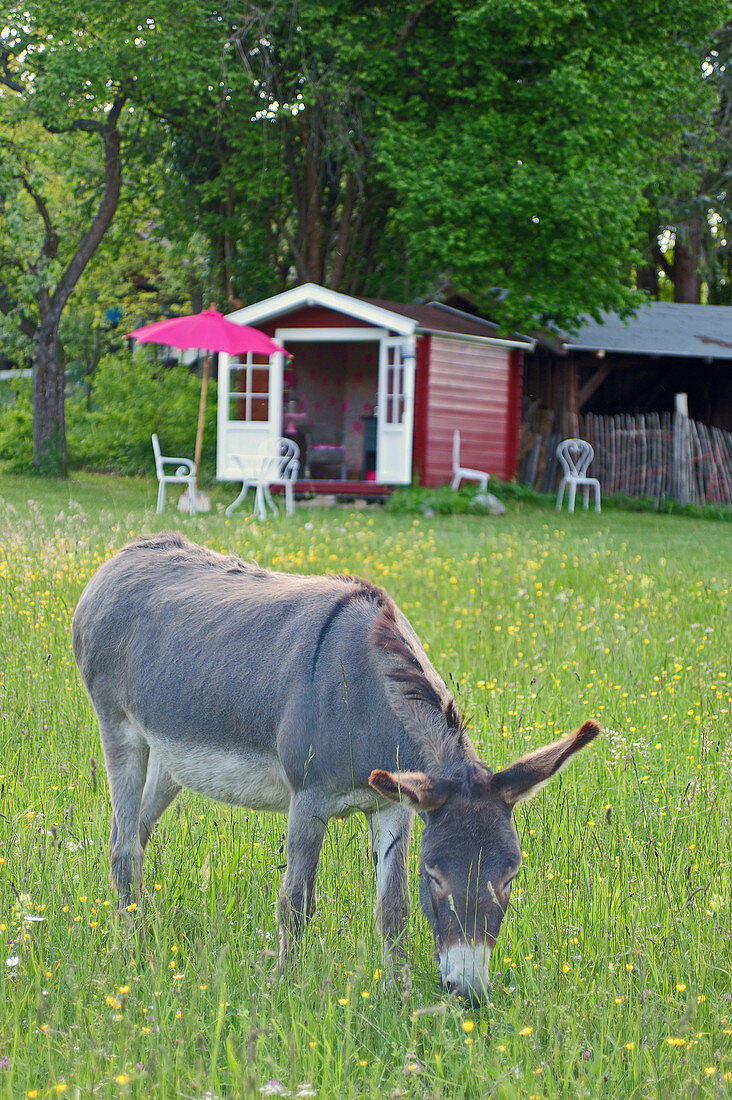 Esel im Garten