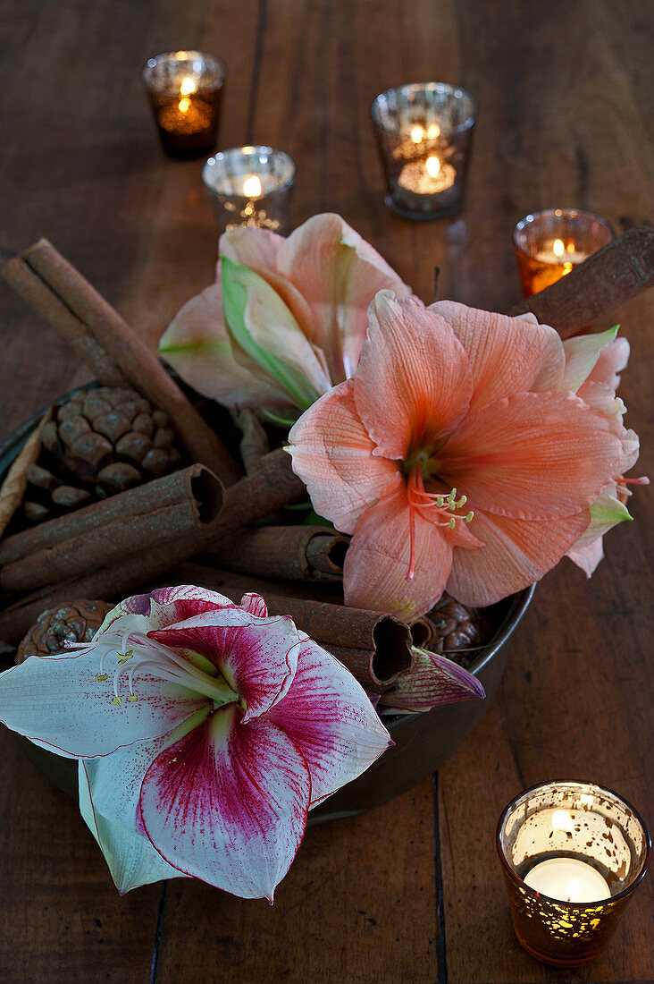 Winter arrangement of amaryllis, cinnamon sticks and pine cones in bowl