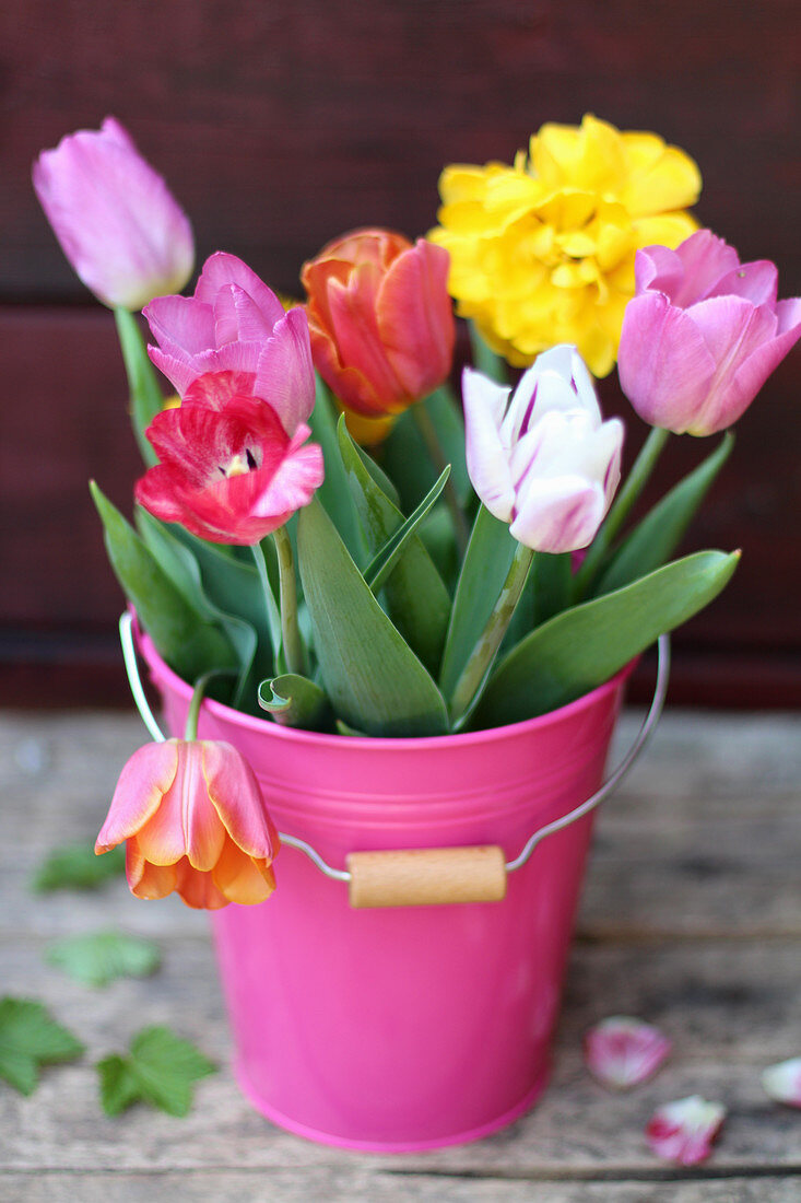 Multi-coloured tulips in a pink bucket