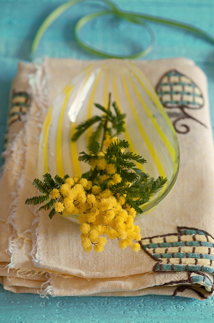 Flowering mimosa on glass dish