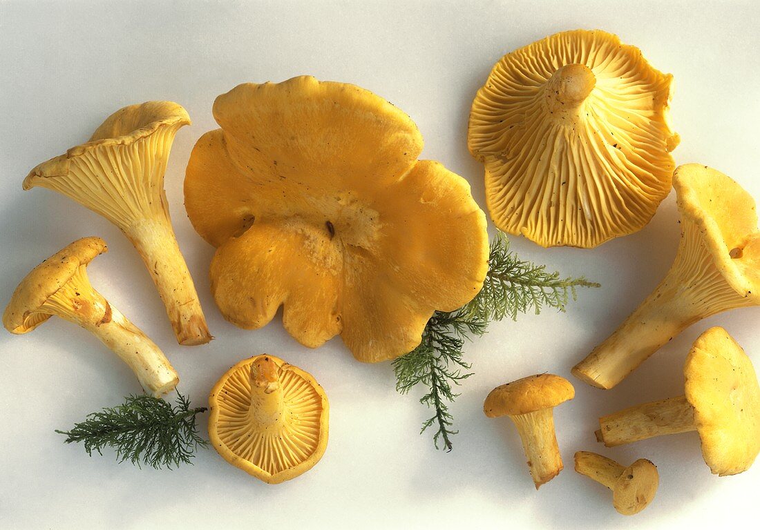 Several Fresh Chaterelle Mushrooms