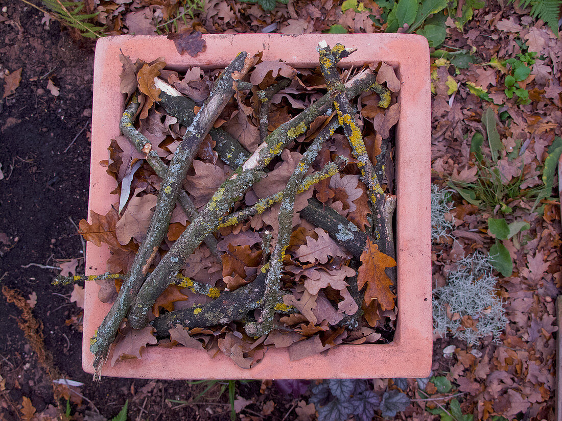 Terracotta planters with autumn leaves and twigs as winter protection