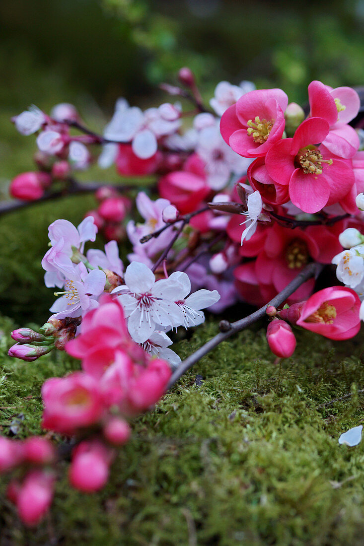 Pale pink and deep pink cherry and quince blossom