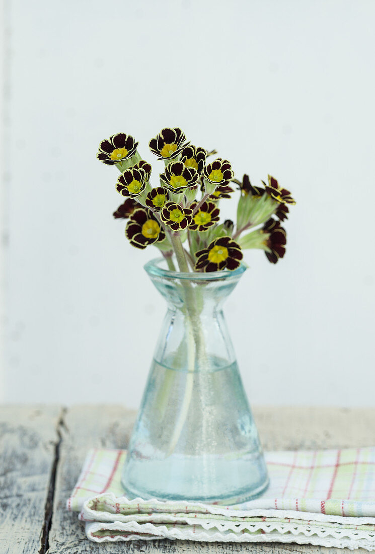 Posy of gold laced primulas