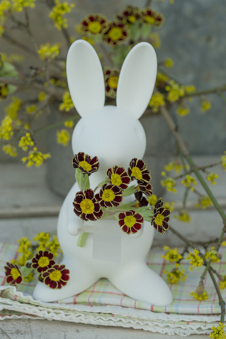 Osterhase mit Blüten von Primel 'Gold Lace'