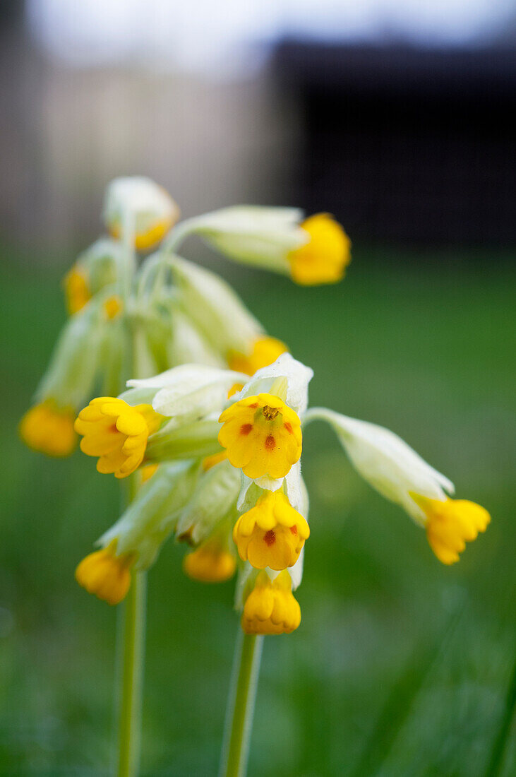Yellow flowers of Primula veris (Cowslip)