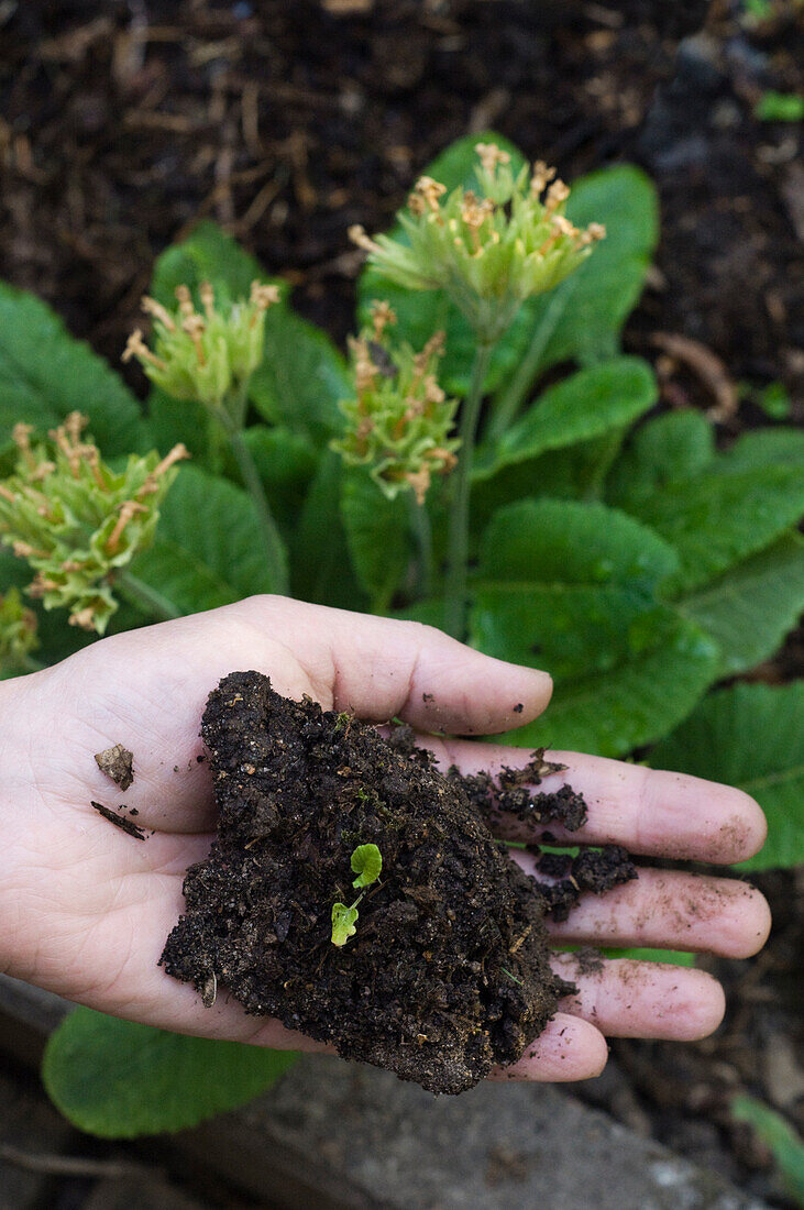 Junger Trieb mit Erde einer Echten Schlüsselblume (Primula veris)