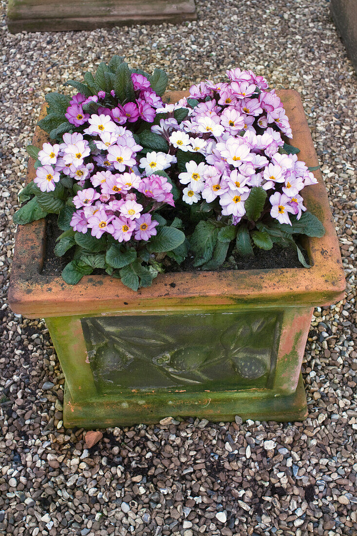Stemless primrose (Primula vulgaris) 'Woodland Walk' in flowerpot