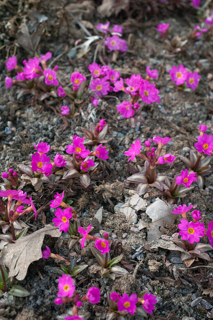 Pink flowering rose primula or swamp primula (Primula rosea) 'Grandiflora'.