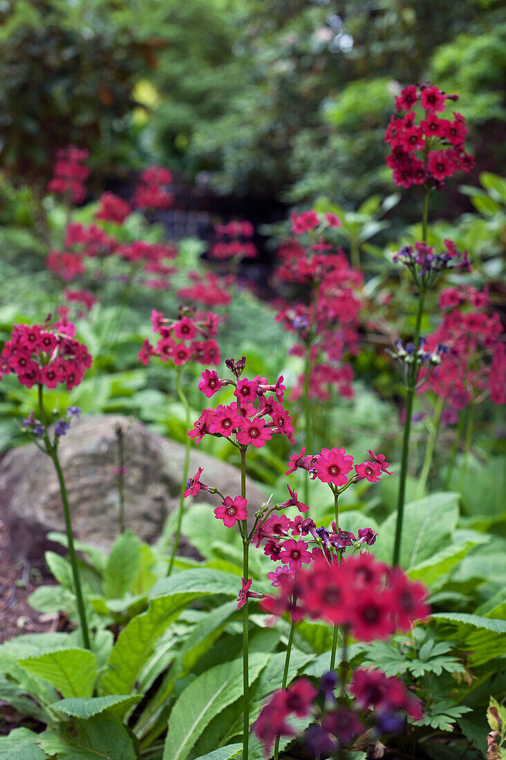 Red flowering Primula japonica (Primula japonica) in the border