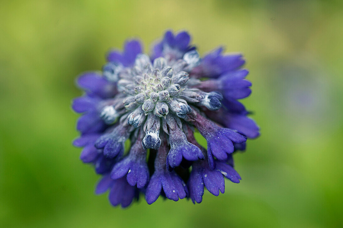 Blue flower of the head primula (Primula capitata) 'Mooreana'