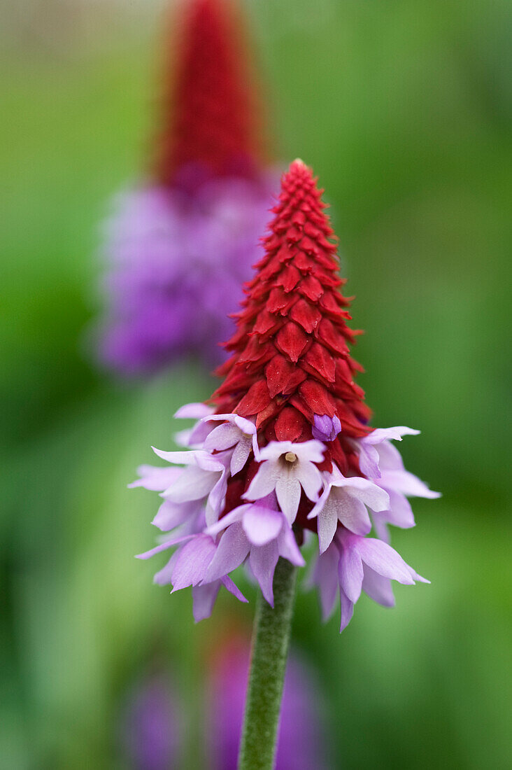 Umbel flower in purple-red of the orchid primula (Primula vialii)