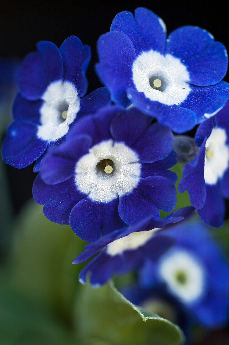 Blue show primrose (Primula x auricula) 'Blue Jean', portrait