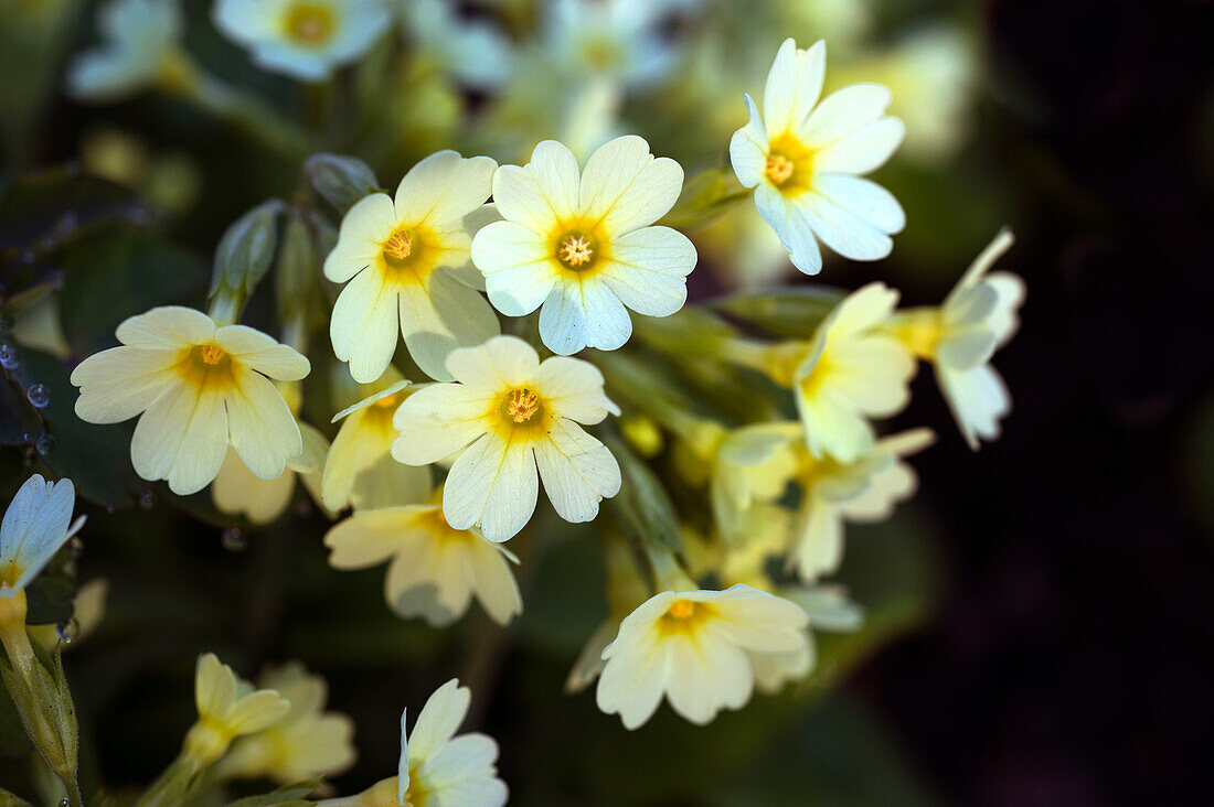 Hohe Schlüsselblume (Primula elatior)