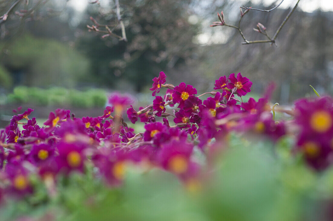 Rote Blüten der Kissenprimel (Primula pruhoniciana) 'Lebensfreude'