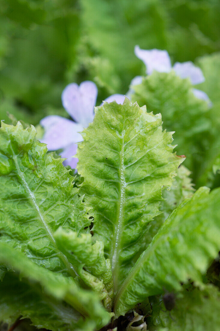 Wild primrose Primula hoffmanniana, serrated leaves and purple flowers