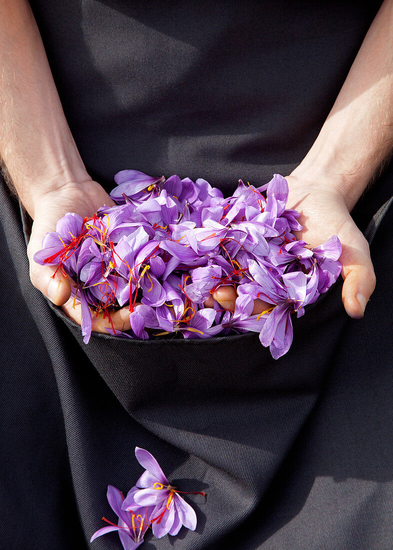 Hände halten gesammelte Safranblüten