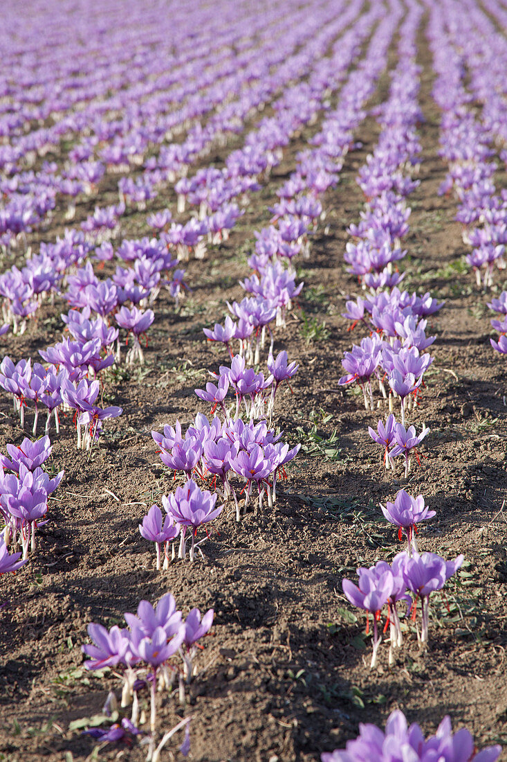 Violett blühender griechischer Safran (Crocus sativus) auf dem Feld