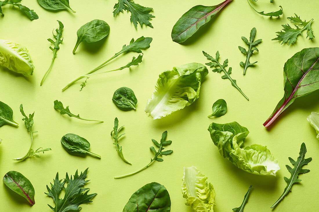 Pflücksalat und Romanasalatblätter auf grünem Untergrund