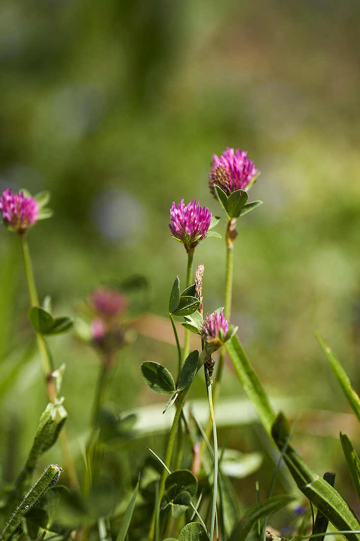 Alpine meadow flowers