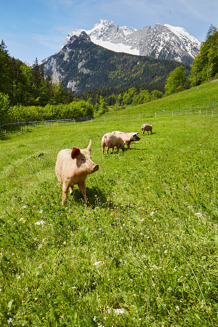 Alpenschweine bei Berchtesgaden, Bayern, Deutschland