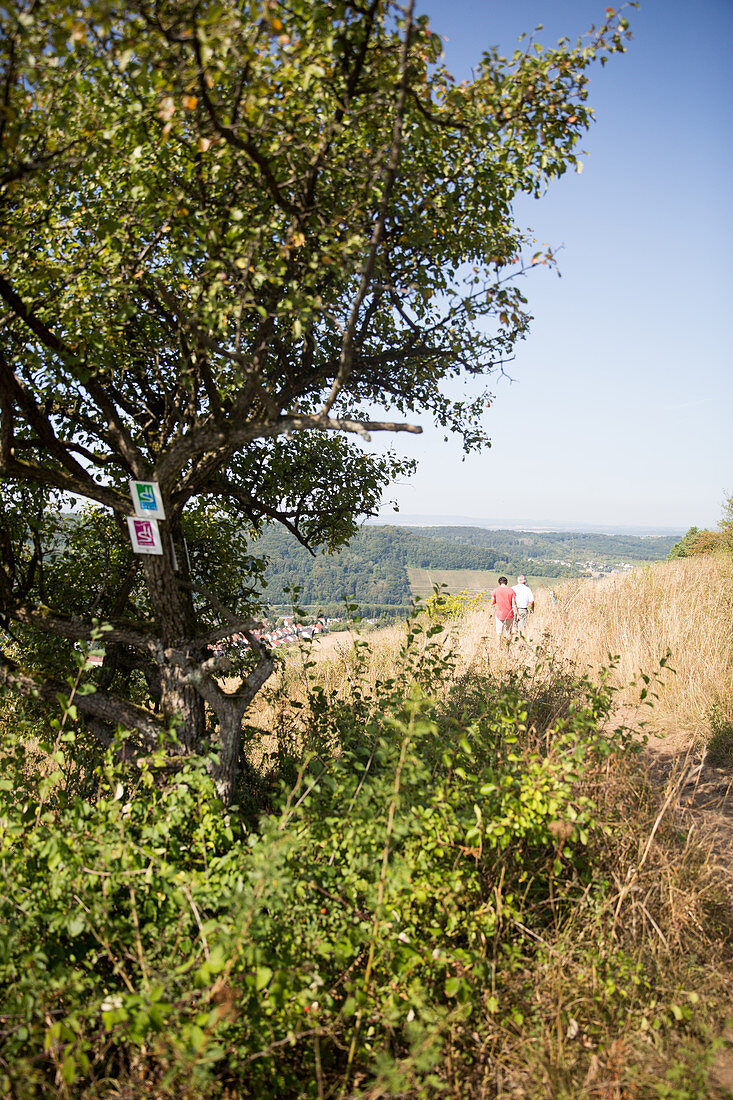 Weinwanderung, Blick auf Apach, Frankreich (Dreiländereck)