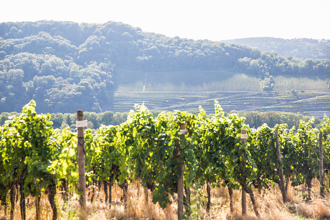 Weinwanderung bei Perl, Deutschland (Dreiländereck)