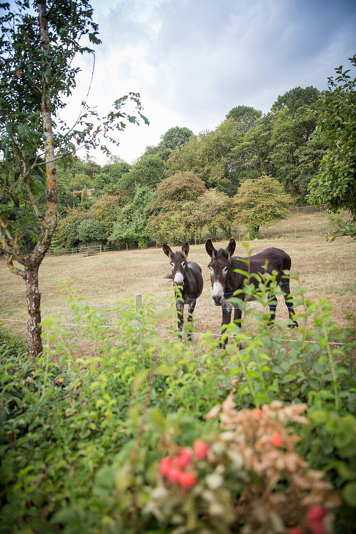 Two donkeys along a vineyard hiking route (tri-border area)