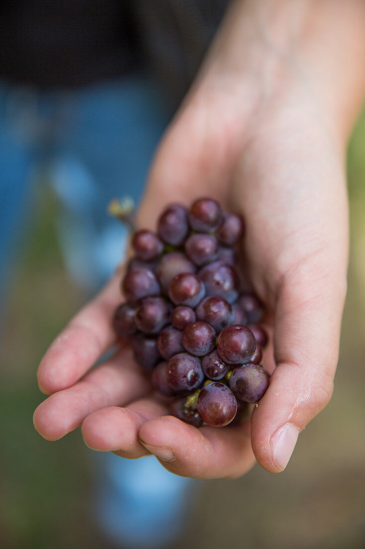 A hand holding red wine grapes
