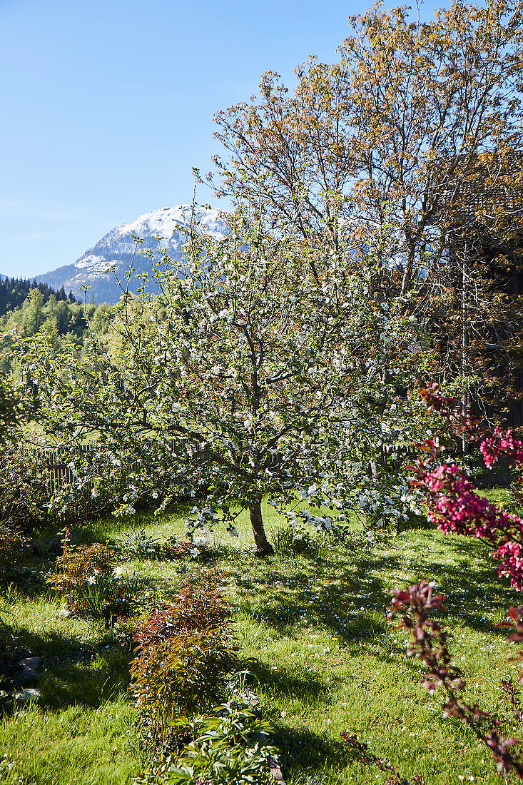 An orchard, Hotel Seehof, Goldegg am See, Pongau, Salzburger Land, Austria