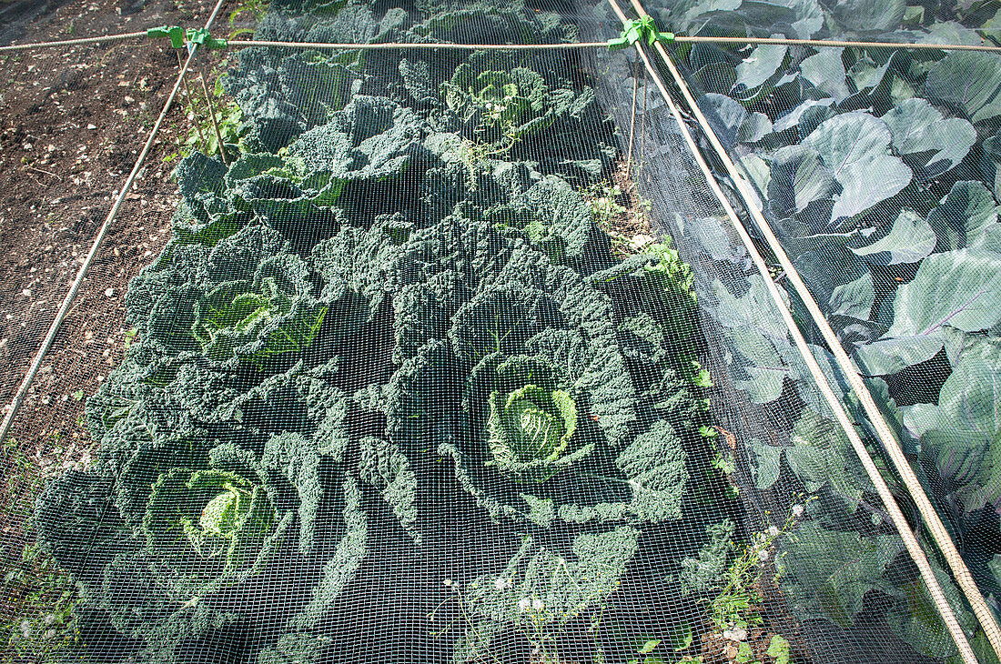 Wirsing und Rotkohl abgedeckt mit Schutznetzen im Gemüsebeet