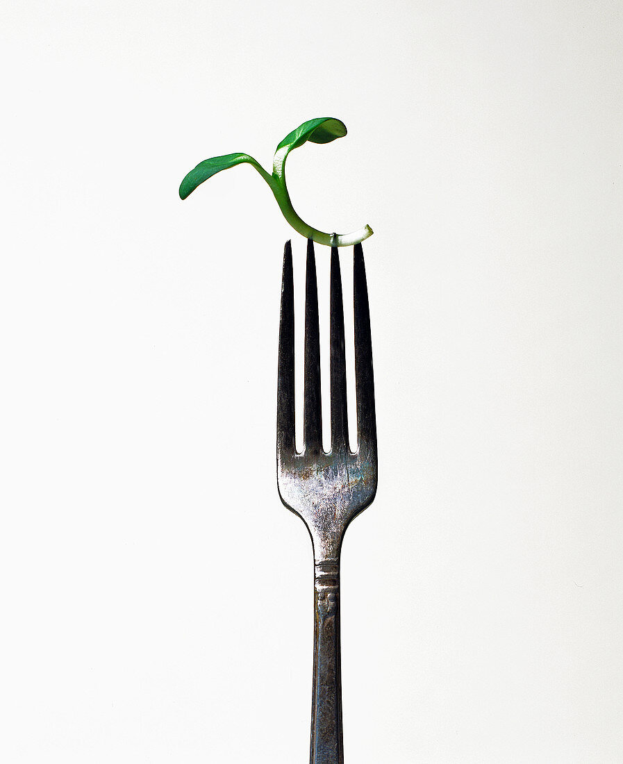 Sunflower sprout on a fork
