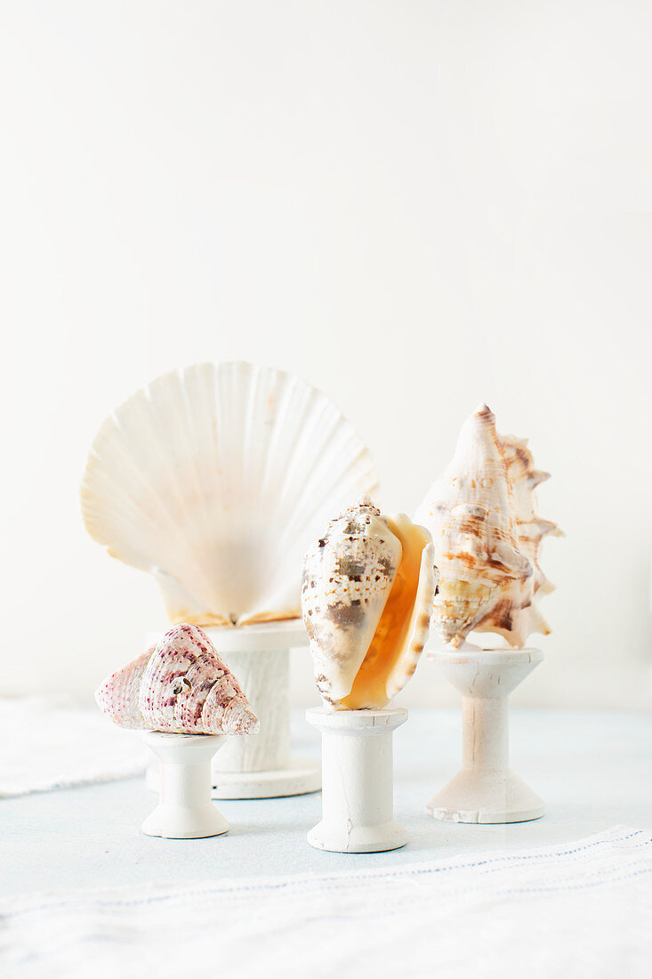 Seashells arranged on cotton reels used as plinths