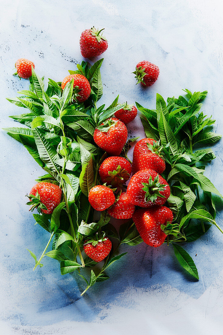 Erdbeeren und frische Minze