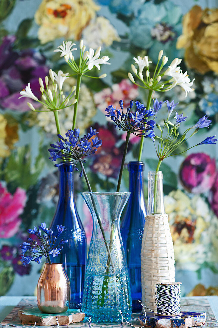 Blue and white agapanthus in bottles and vases