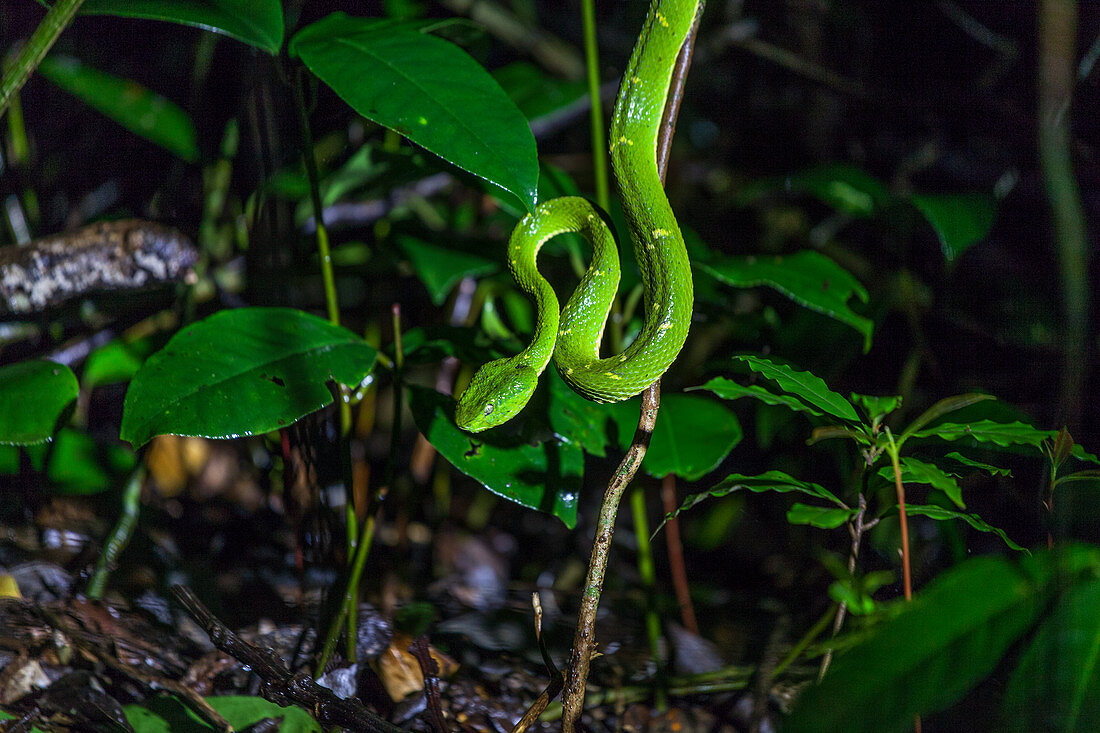 Viper im Selvatura Park, Monteverde, Costa Rica, Zentralamerika, Amerika