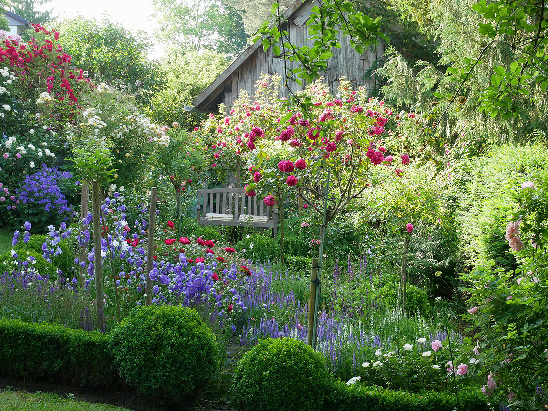 Flowering bed with rose stems and box hedge
