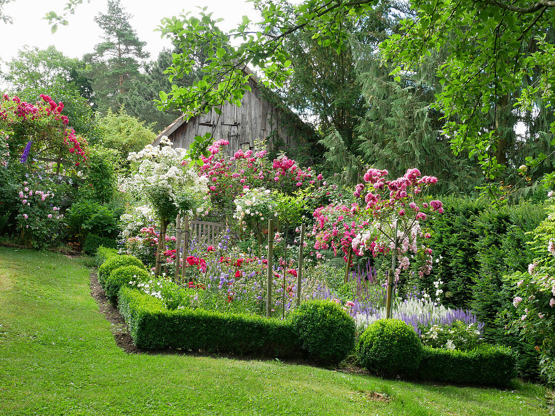 Flowering bed with rose stems and box hedge
