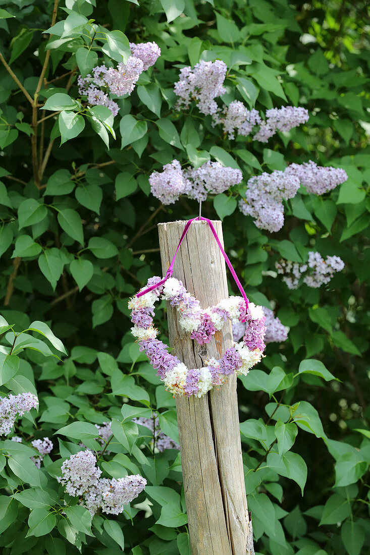 Heart-shaped wreath of lilac in front of lilac bush