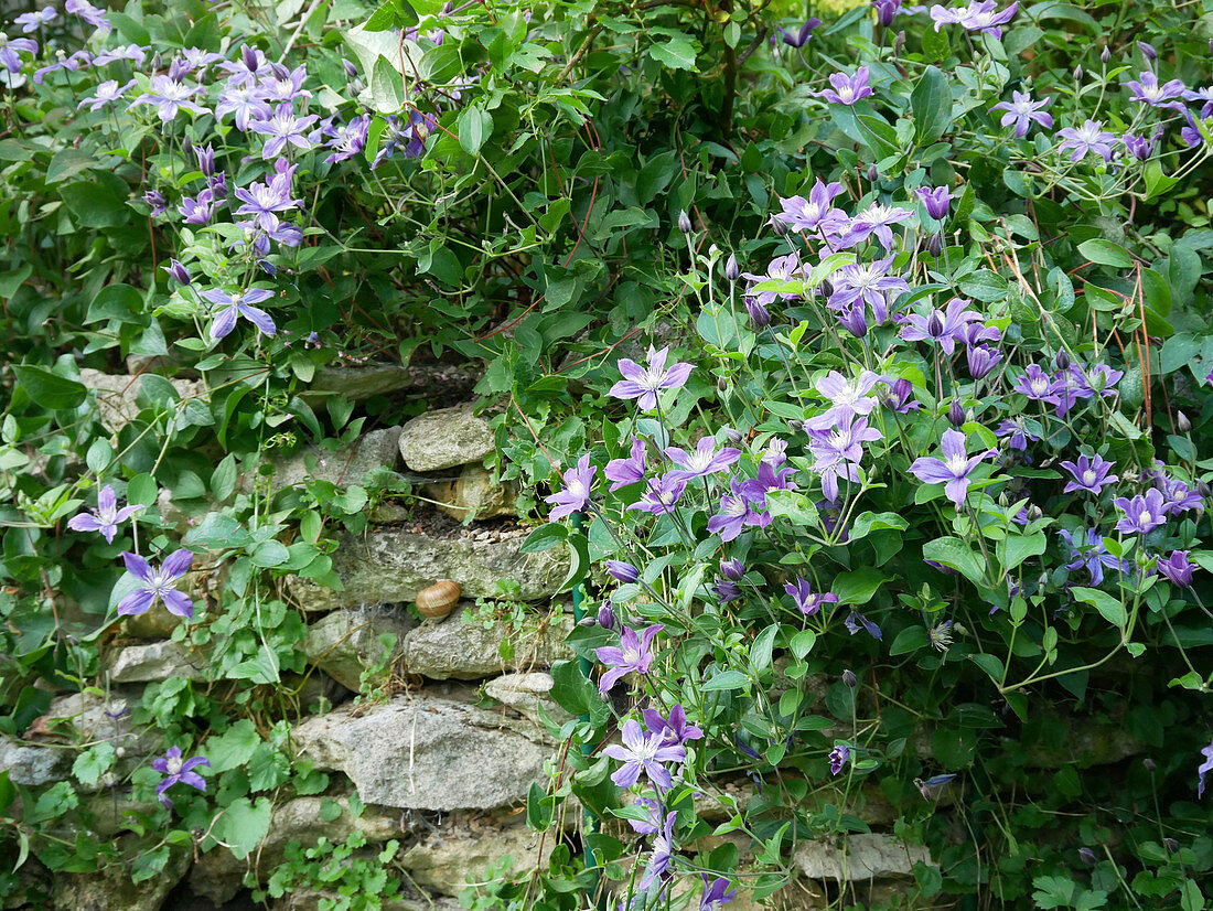 Clematis 'Arabella' an Natursteinmauer