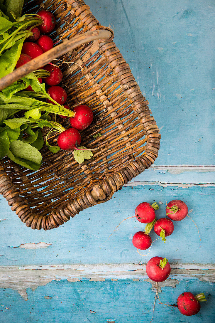 Freshly picked radishes in a wicker basket and on a blue wooden background