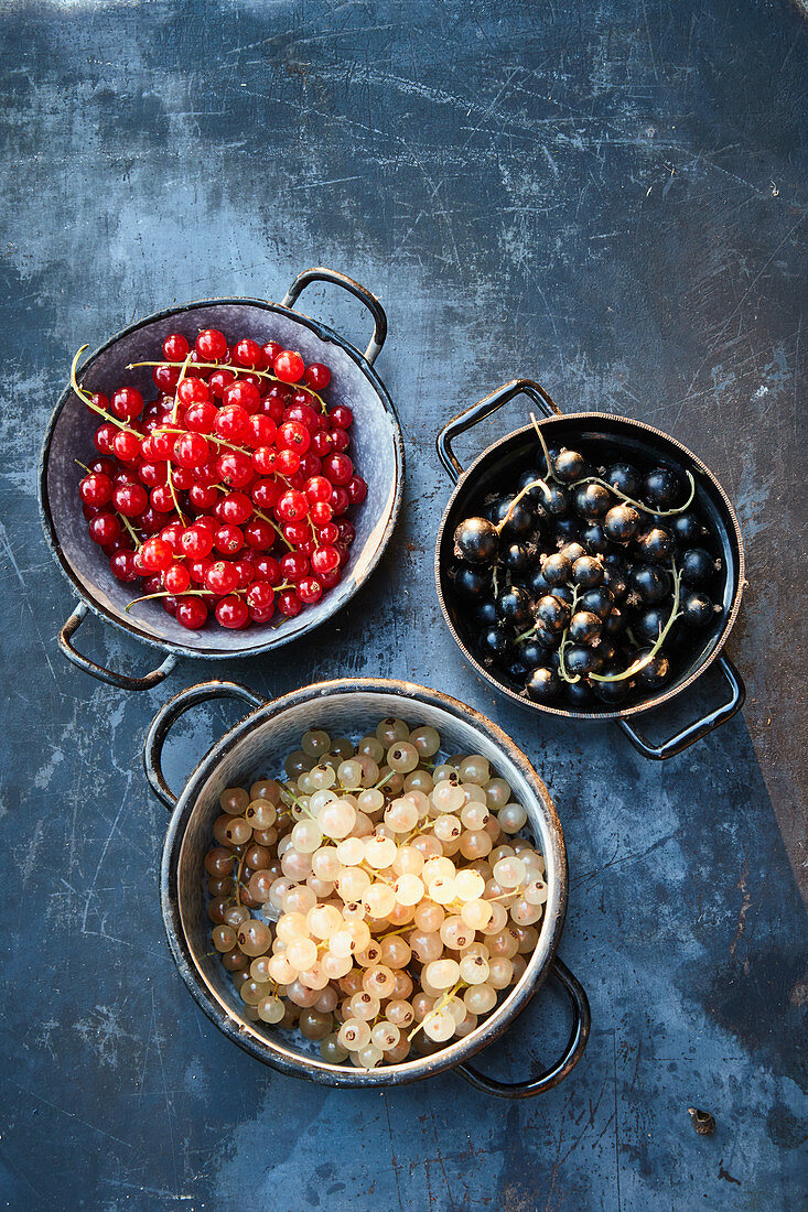 Fresh red, black and white currants in pots