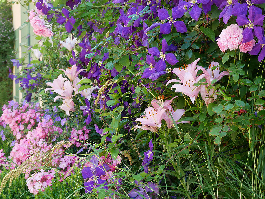 Clematis 'Jackmanii' with lily 'Pigalle' and rose 'Fortuna'