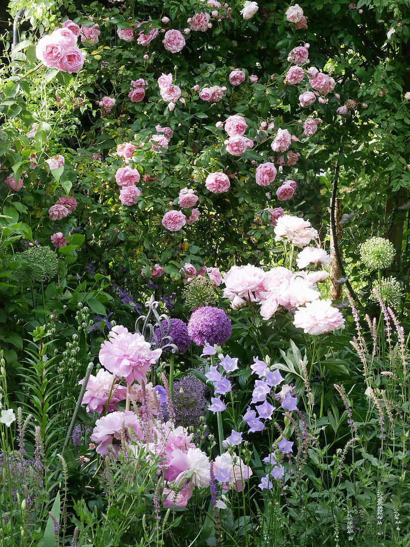 Kletterrose 'Sweet Laguna' mit Pfingstrose, Glockenblume und Zierlauch 'Ambassador'